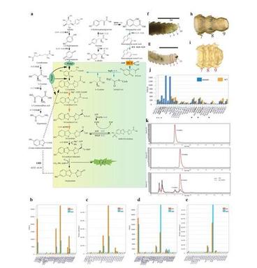 long-read-genome-sequencing-of-fireflies-2.jpg