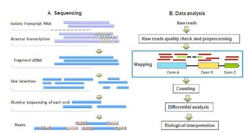 mrna-sequencing-vs-total-rna-sequencing-3.jpg